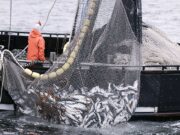 Food Security: Tackling Illegal Fishing in Nigeria’s Maritime Domain