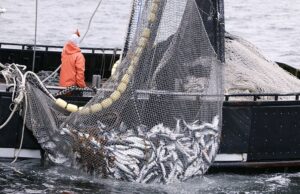 Food Security: Tackling Illegal Fishing in Nigeria’s Maritime Domain