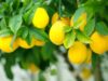 S/Africa Concludes Impressive 2025 Citrus Export Season with Deliveries to Russia