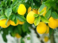 S/Africa Concludes Impressive 2025 Citrus Export Season with Deliveries to Russia