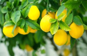 S/Africa Concludes Impressive 2025 Citrus Export Season with Deliveries to Russia